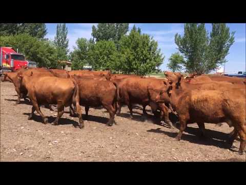 We just keeping hauling cows to pasture