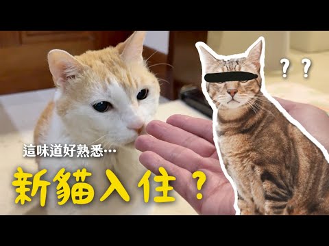 【黃阿瑪的後宮生活】新貓入住？這味道好熟悉…