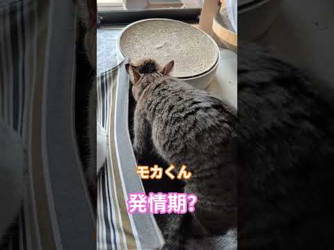 たまがないのに発情期⁉️