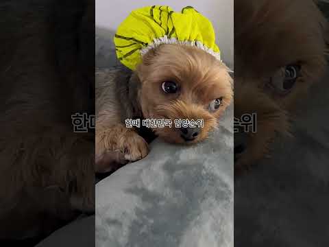 이 강아지의 활발함이 미쳤어요 #<strong>dog</strong> #<strong>funny</strong> #shorts