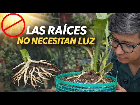 La VERDAD sobre las Raíces de Orquídea: ¿Realmente necesitan macetas transparentes?