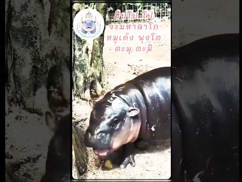 คาถาหมูเด้ง‼️fypシ゚viralhippo