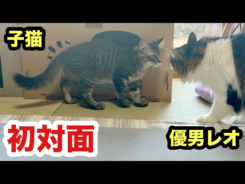 初めて会う子猫と先住猫優男レオはこうなりました
