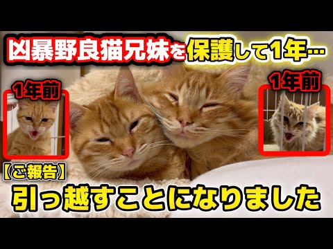 【ご報告】凶暴な子猫を保護して１年…ついに引っ越しが決まりました【新居】