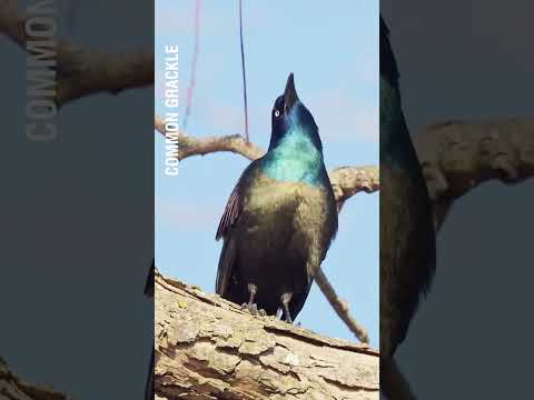 Common Grackle – Shining Black Beauty in the Sky!