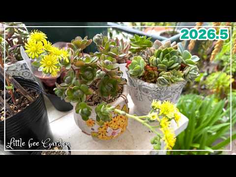 【#576】えっ!花が咲いてるw【#ガーデニング】