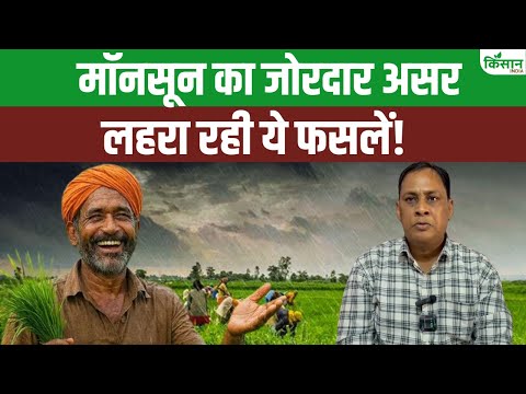 Rajasthan के कई जिलों में फ़सलों पर दिखा Monsoon का असर!।Monsoon Crop 2025।Millet Farming