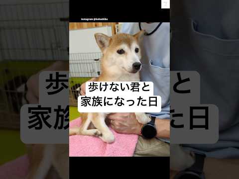 歩けない柴犬と家族になった日：愛と絆の感動ストーリー サムネイル