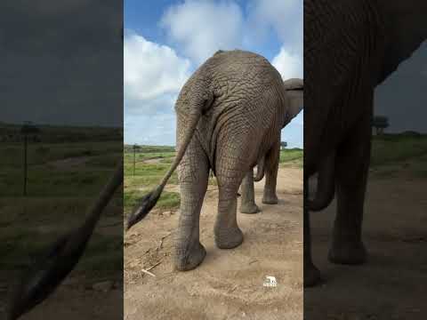 A Quiet Walk Through the Homestead with Jabulani 🐘
