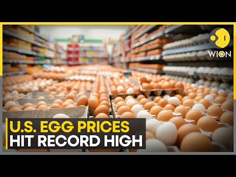 US Egg Prices Soar As Families Raise Backyard Chickens | World News | WION
