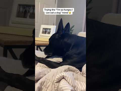 #funnydogs#cute#doglover#doglife#cure#dogshorts#pet#doglife#dogshorts