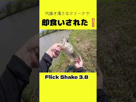 激濁りの中まさかの即食い❕#shorts #bassfishing #バス釣り #おかっぱり #岸釣り #佐賀バス釣り #佐賀クリーク #右巻き大好き