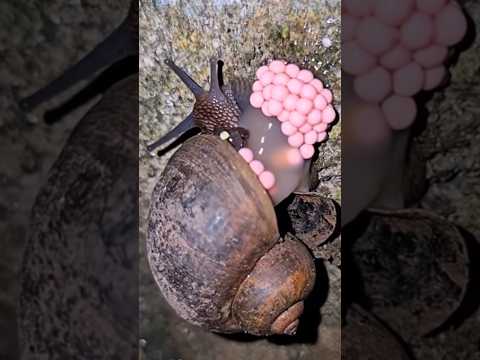 ❓️حلزون صغير حير العلماء.. كيف علمه الله.....