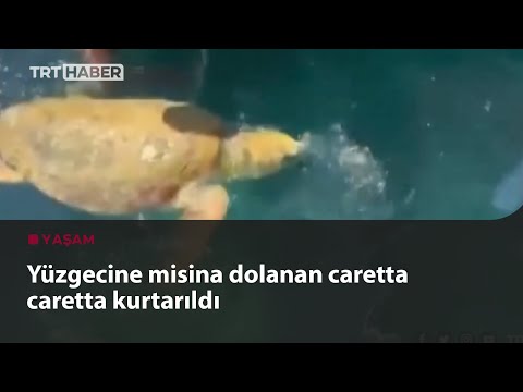 Deniz kaplumbağasının imdadına hayvanseverler yetişti
