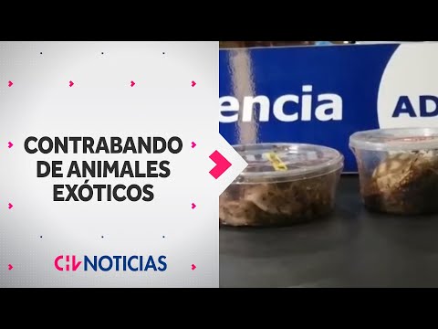 CONTRABANDO DE ANIMALES EXÓTICOS: Aduanas descubrió serpientes y tortugas en envases de plástico