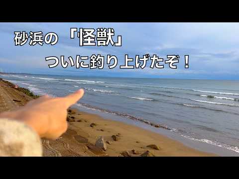 浅い砂浜に潜む「怪獣」と呼ばれる高級魚をついに釣り上げた!