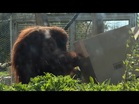 El Zoo Aquarium de Madrid se suma a la Semana del Cuidado de los Orangutanes