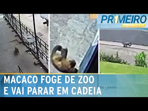 Flagra: Macaco foge de zoológico e vai parar em presídio no RJ | Primeiro Impacto (19/04/24)