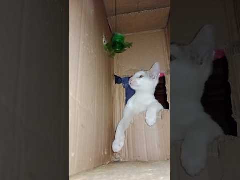 Funny Cat Playing With Toy😸Try To Not Laughter 🤣#cat #funnyanimal #funny #catfunny #funnycatvideos