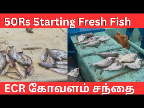 50 ரூபாய் முதல் மீன் விற்பனை | கோவளம் கடற்கரை சந்தை