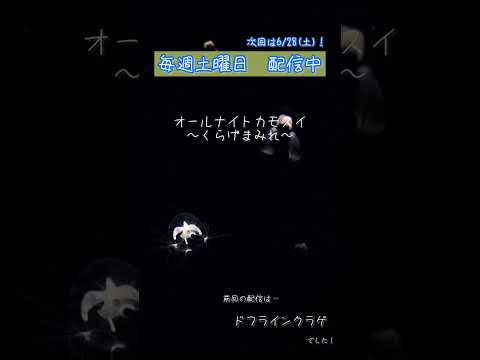 猫の動画サムネイル - オールナイトカモスイ #206 #shorts