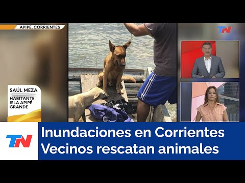Inundaciones en Corrientes: Vecinos llevan adelante el rescate de animales que quedaron atrapados