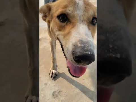 #jahar khakar jahar# khane ka Paisa nahin re baba #thanks to  #shortvideo #funny #comedyvideo