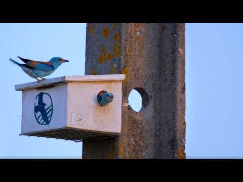 LIFE PowerLines4Birds: linhas elétricas seguras para as aves