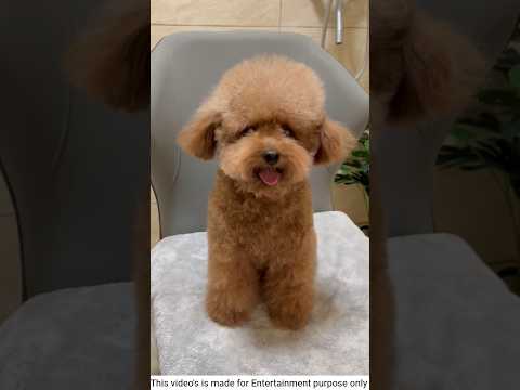 #niGudiya’s VIP Bath Time 🛁 | Funny Talk Between Maid & Doll 😂 | #shorts #shortsfeedvetadhingramusic