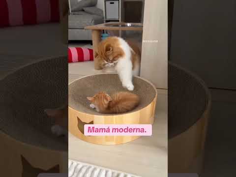 #mami #elgato #shortsvideo #viralvideo @aymimadrerd @SIYOPUEDOTUPUEDESTAMBIENLETIZI