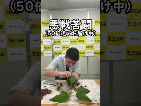 苔玉の貼替えに挑戦！ #農林水産省 #shorts
