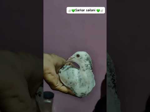 Lagao beta sar se lekar pair Tak ka Jor SARKAR SAILANI  JALTE RAHO HA 💯😈😈