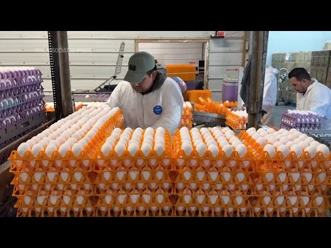 Bird flu devastates farms in California's 'Egg Basket' as outbreaks roil poultry industry