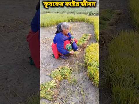 কৃষকের কষ্টের জীবন #Farmerlife #Helplessfarmer #Senticet #Paddycultivation #viral #poorfarmer