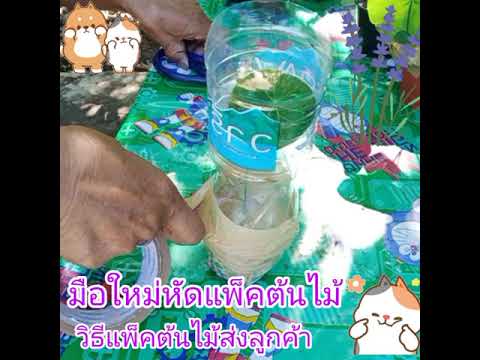 วิธีแพ็คต้นไม้ลงกล่อง-มือใหม่ห วิธีแพ็คต้นไม้ลงกล่อง-มือใหม่ห