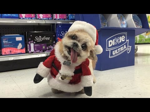 Duane Reade Holiday Adventure (feat. Marnie the Dog)