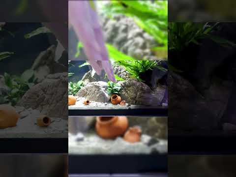 What do you all think of the terracotta pots used  An aquarium created for a black ghost knifefish using java fern and elderly stone to create the main