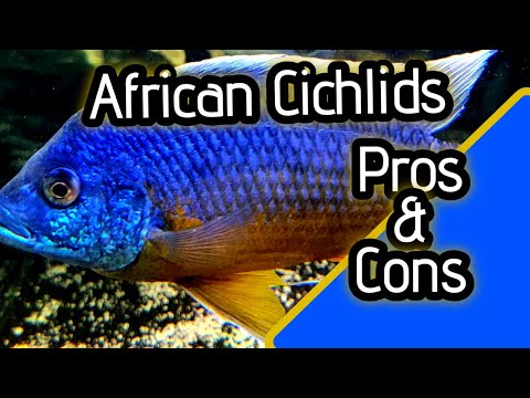 Pros and Cons of African Cichlids Part 1 This video is part 1 of the Pros and Cons to having African Cichlids. In this video the focus will b