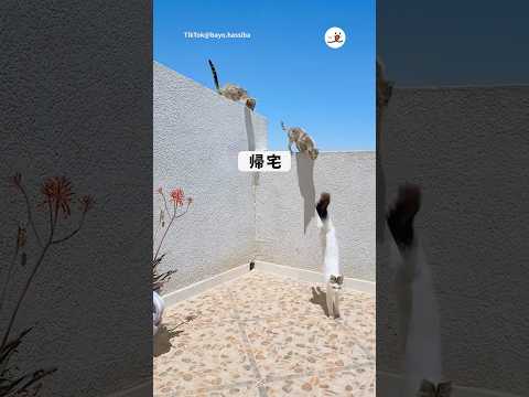 猫の動画サムネイル - 猫の帰宅ラッシュ｜PECO #shorts