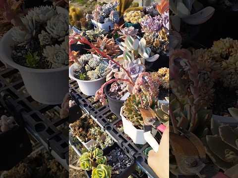 2026春天到了~剪多肉花劍療癒 (2）#多肉植物 #succulent #剪花劍 #阿均多肉 #療癒