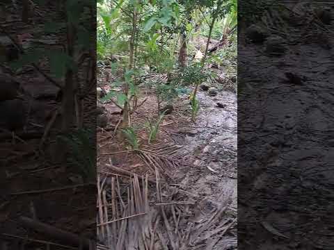 thành phố tấp nập người qua.còn miền tây một mình bình yên...