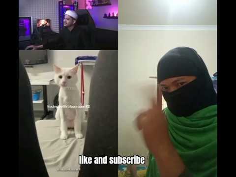 kumpulan kelakuan si kucing putih versi rizky aulia dan watashi #kucinglucu #ngakakkocak #viral