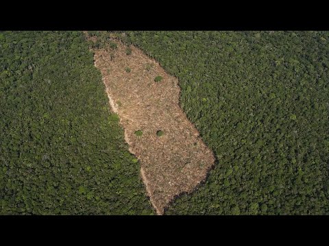 Το 2022 χάθηκε τροπικό δάσος στο μέγεθος της Ελβετίας - Μάστιγα οι πυρκαγιές και η αποψίλωση