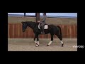 حصان الفروسية Mooi en aansprekend dressuurpaard, merrie °2016