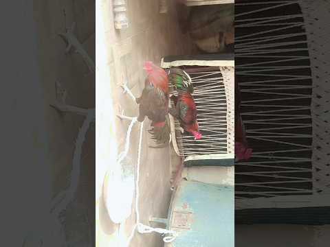 ##chicken ##animals ##viral ##viralvideo #reels ##pets ##anime ##cutebaby