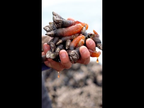 How gooseneck barnacles are harvested