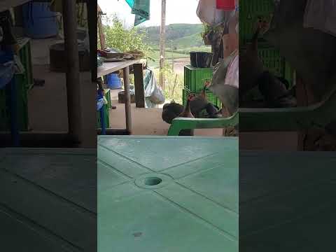 #guinés 😄😄 barulhetos