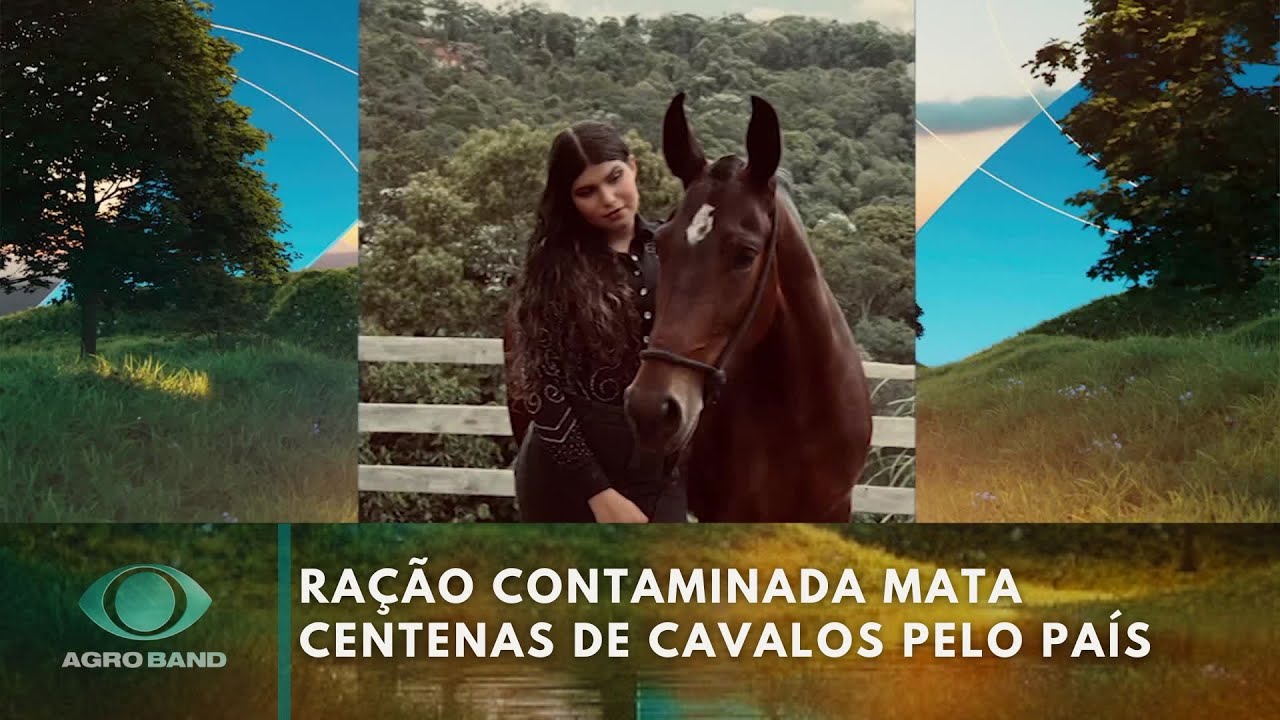 Ração contaminada mata centenas de cavalos pelo país