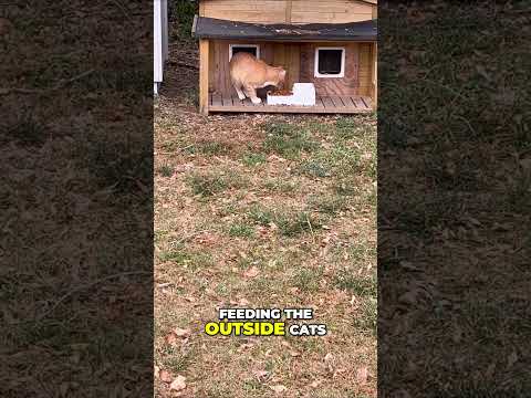 Feeding the Outside Cats: A Daily Dose of Wholesome