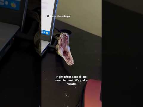 Is my pet snake yawning or sick? Reptile Care
